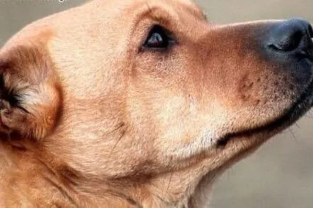 ODI- wspaniały uczuciowy mix shar-pei czeka na lep