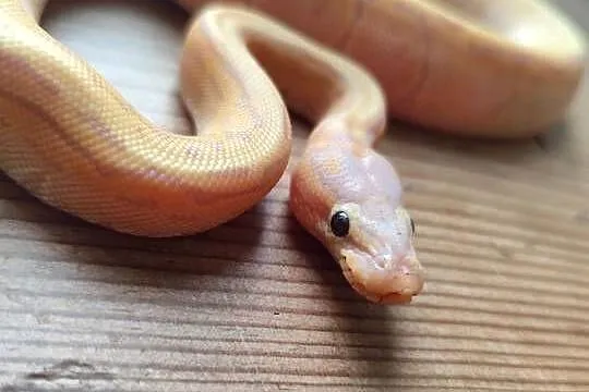 Młody samiec banana pinstripe, Mazowieckie, Pruszków
