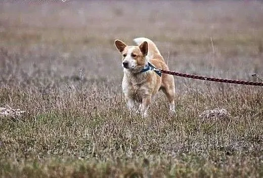 Fistaszek - śliczne szczęście w typie Corgi czeka