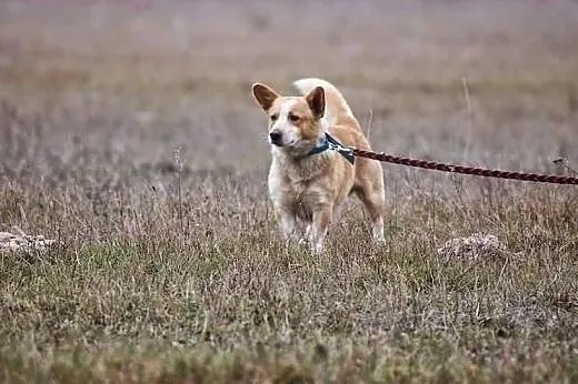 Fistaszek - śliczne szczęście w typie Corgi czeka 