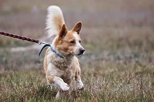 Fistaszek - śliczne szczęście w typie Corgi czeka 