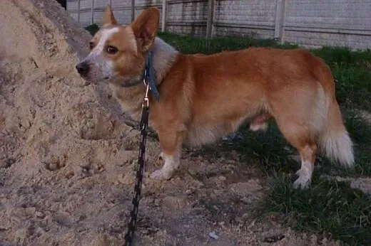 Fistaszek - śliczne szczęście w typie Corgi czeka 