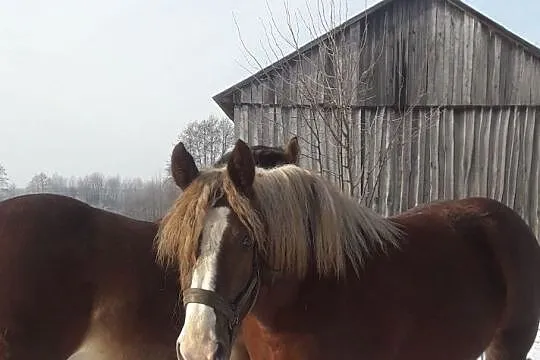 Klacz Zimnokrwista 3letnia Źrebna, , Rejowiec Fabryczny