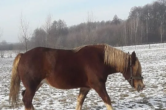 Klacz Zimnokrwista 3letnia Źrebna, , Rejowiec Fabryczny