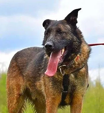 ARES - piękny, młody pies w typie owczarka szuka domu,, Łódzkie, Łódź