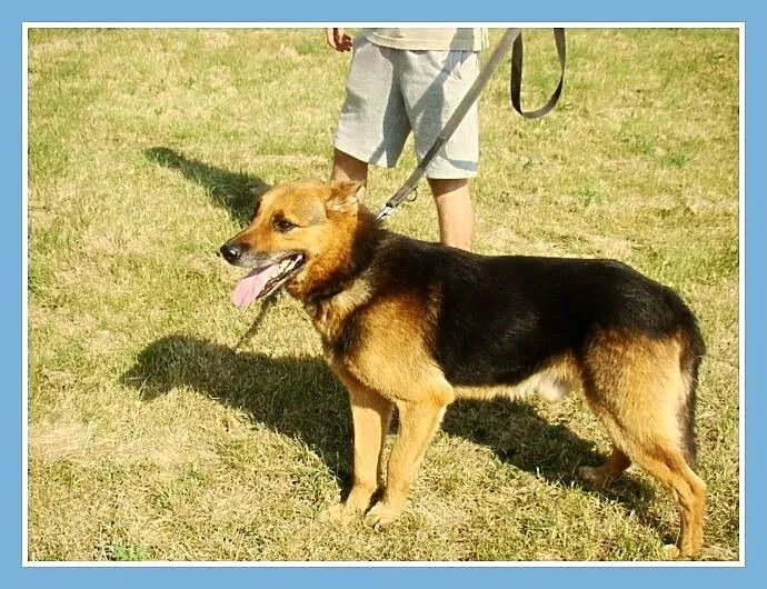 Owczarek ,25 kg,6 lat,przyjacielski,kontaktowy pie