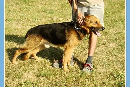 Owczarek ,25 kg,6 lat,przyjacielski,kontaktowy pie