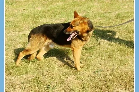 Owczarek ,25 kg,6 lat,przyjacielski,kontaktowy pie