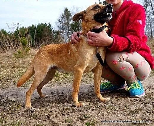 Wedel to słodki kundelek, który czeka na dobrego o