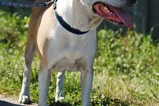 Gaja- do adopcji sunia,  dolnośląskie Wrocław