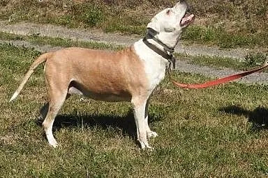 Gaja- do adopcji sunia,  dolnośląskie Wrocław