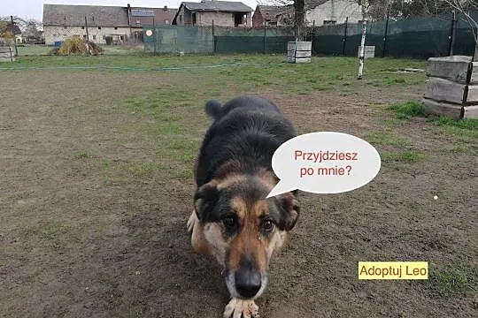 Leo czeka latami a tu zero człowieka