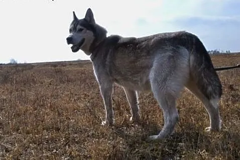 Sliczna HASUNIA czeka na dom za kratami,  małopols