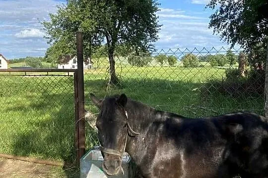 Kucyk aurora ma 4 lata, Dolnośląskie, Mierczyce