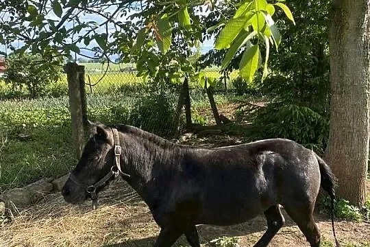 Kucyk aurora ma 4 lata, Dolnośląskie, Mierczyce