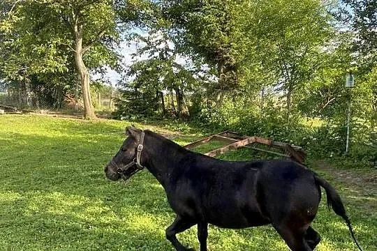 Kucyk aurora ma 4 lata, Dolnośląskie, Mierczyce
