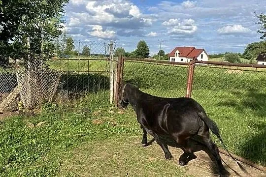 Kucyk aurora ma 4 lata, Dolnośląskie, Mierczyce