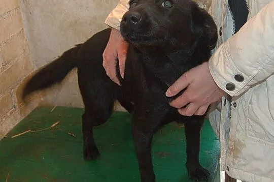 Młodziutka Nika, łagodna przylepa, SZCZENIAK ADOPC