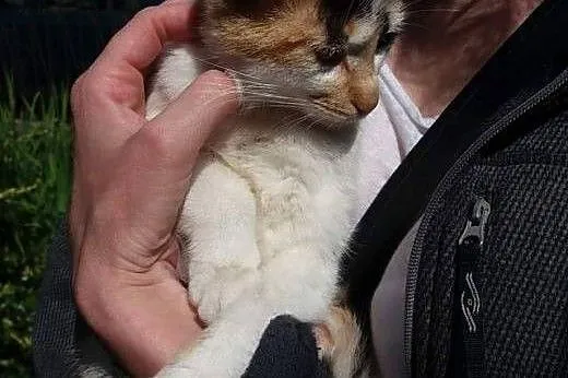 DT i DS dla kociej rodzinki pilnie poszukiwane!,  