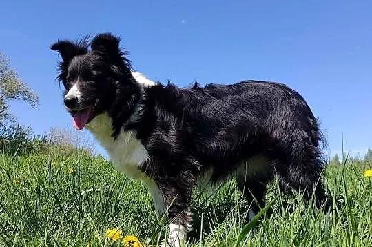 Kolorowe Border Collie – blue / eered / czarno-białe - szczenięta do rezerw, Podkarpackie, Iwonicz