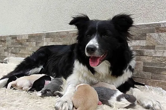 Kolorowe Border Collie – blue / eered / czarno-białe - szczenięta do rezerw, Podkarpackie, Iwonicz