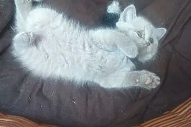 Sprzedam śliczną kotkę liliową Brytyjkę . ,  dolno