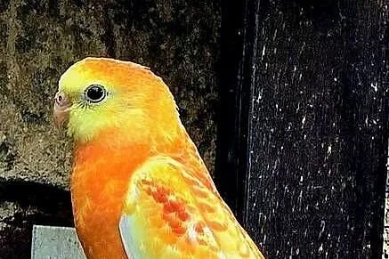 Papugi świergotki zamienię, papuga świergotka, Lubuskie, Gorzów Wielkopolski