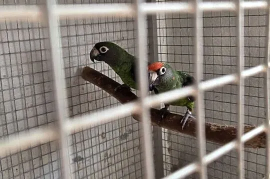 Sprzedam papugi Kongijskie oraz Czerwonobrzuche Poicephalus Rufiventris, Podkarpackie, Łańcut