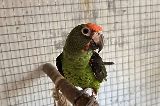 Sprzedam papugi Kongijskie oraz Czerwonobrzuche Poicephalus Rufiventris, Podkarpackie, Łańcut