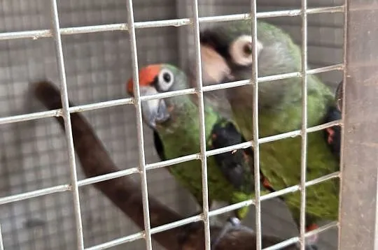 Sprzedam papugi Kongijskie oraz Czerwonobrzuche Poicephalus Rufiventris, Podkarpackie, Łańcut