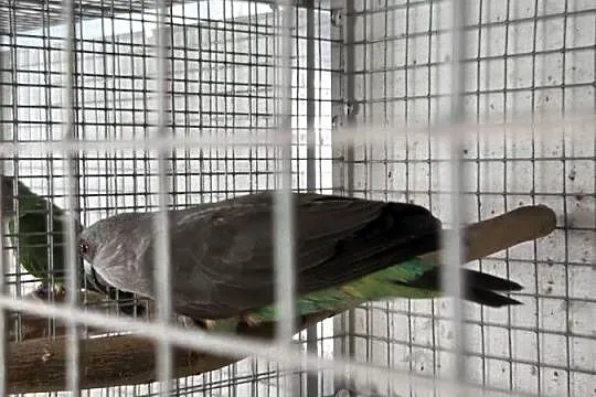 Sprzedam papugi Kongijskie oraz Czerwonobrzuche Poicephalus Rufiventris, Podkarpackie, Łańcut