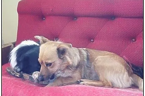 FIGA urocza mała sunia do adopcji!,  świętokrzyski