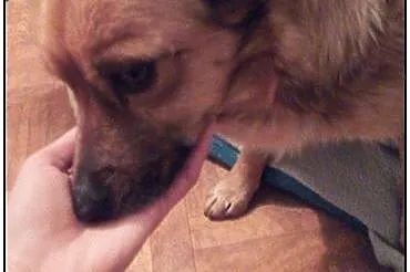 FIGA urocza mała sunia do adopcji!,  świętokrzyski
