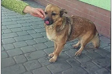FIGA urocza mała sunia do adopcji!,  świętokrzyski