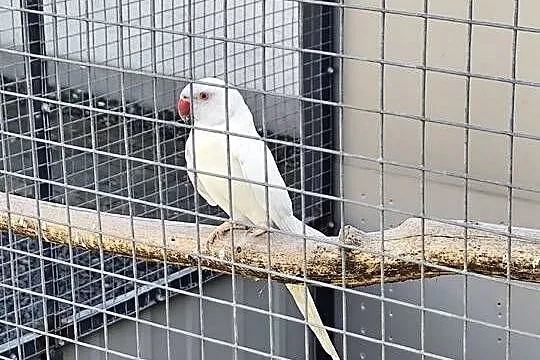 Aleksandretty obrożne, Wielkopolskie, Rostarzewo