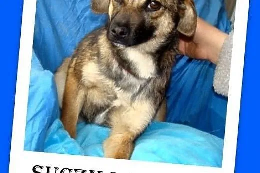 7 mies.szczeniak,suczka średnia,tulaśna,łagodna,wesoła ŻUCZKA.Adopcja,  mazowieckie Warszawa