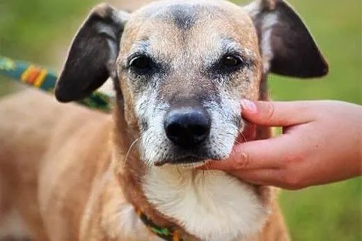Lutek, spokojny, bezkonfliktowy psiak w typie JAMNIKA adopcja, Kundelki cała Polska
