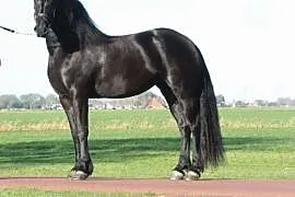 Koń fryzyjski, ładna 4-letnia klaczka potrzebuje n, Bełchatów