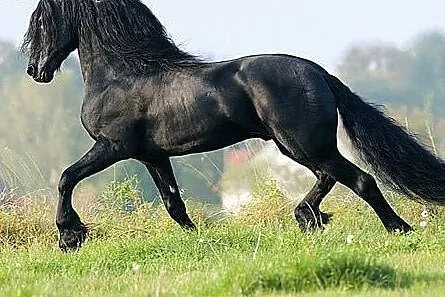 Koń fryzyjski, ładna 4-letnia klaczka potrzebuje n
