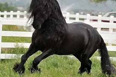 Koń fryzyjski, ładna 4-letnia klaczka potrzebuje n