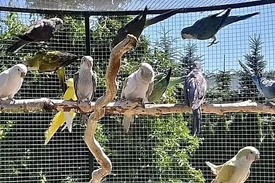 Papugi mnichy nizinne  świergoty likwidacja, Wielkopolskie, Wagowo