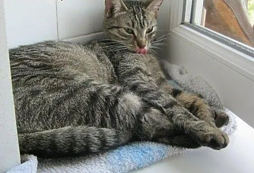 Fisia na wysokościach do adopcji, łódzkie Łódź