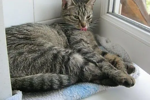 Fisia na wysokościach do adopcji, łódzkie Łódź