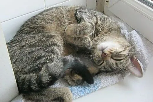 Fisia na wysokościach do adopcji,  łódzkie Łódź