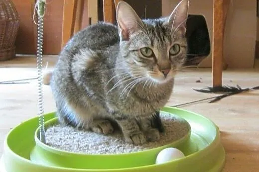 Fisia na wysokościach do adopcji,  łódzkie Łódź