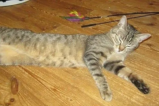Fisia na wysokościach do adopcji,  łódzkie Łódź