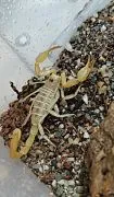 Skorpion Smeringurus mesaensis.