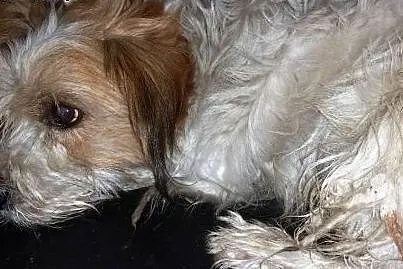 Diego uroczy mały młody kudłaczek  o ujmującym spo