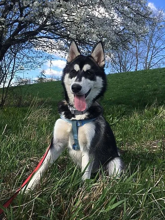 6 miesięczna See La, wesoła, grzeczna sunia HUSKY