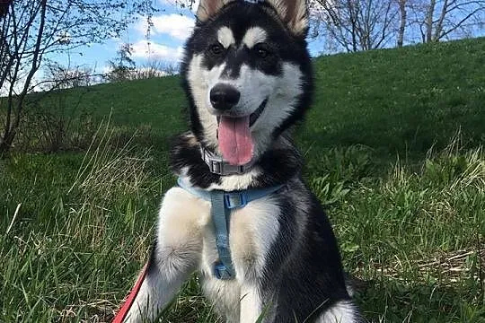 6 miesięczna See La, wesoła, grzeczna sunia HUSKY 